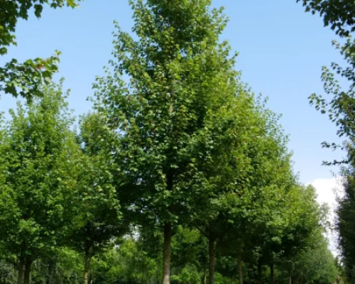 Acer rubrum