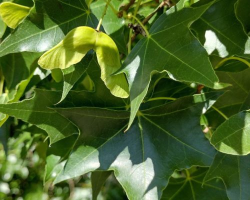 Acer truncatum Bunge