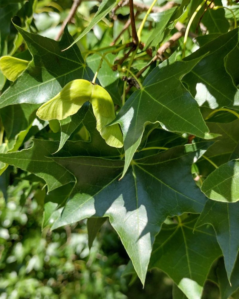 Acer truncatum Bunge