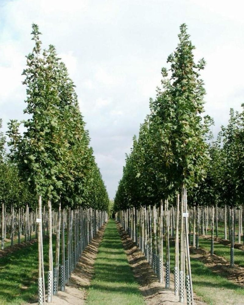 Acer truncatum Bunge2
