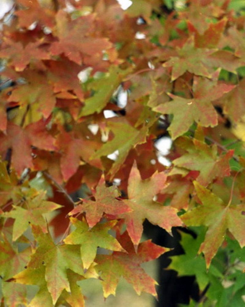 Acer truncatum Bunge3