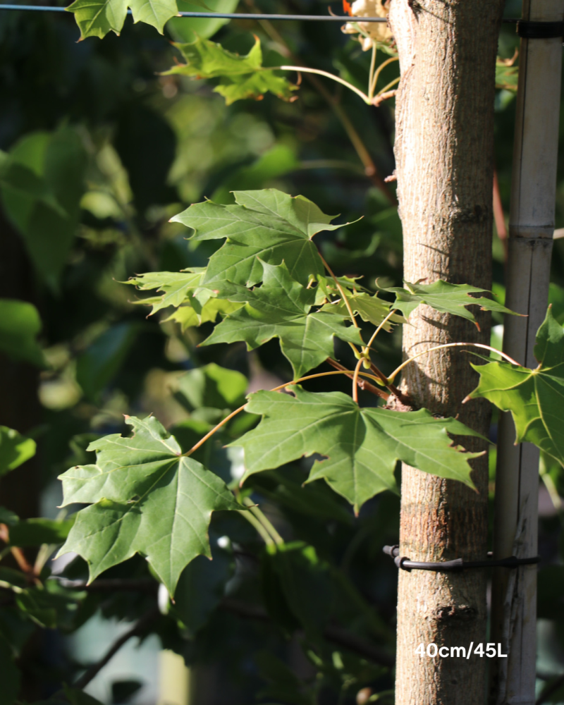 Acer truncatum