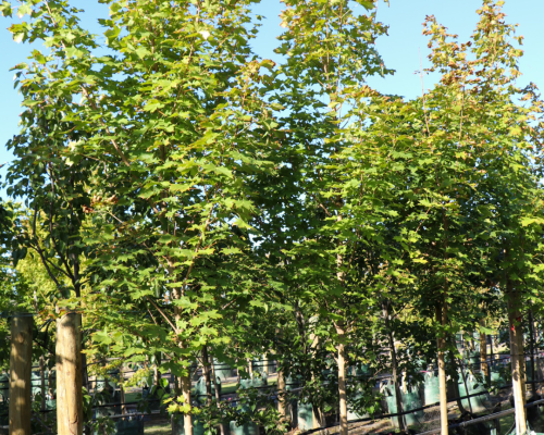 Acer truncatum2