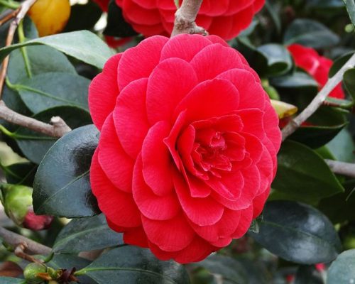 Camellia japonica Red