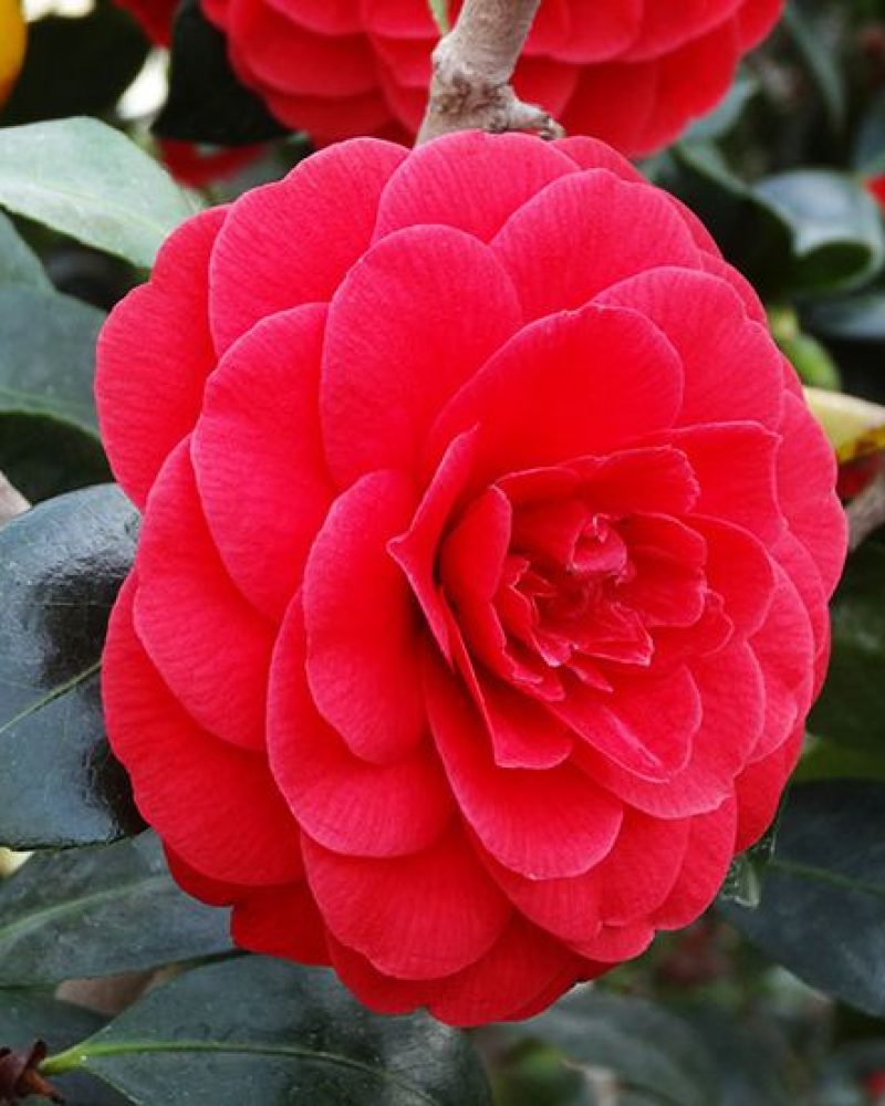 Camellia japonica Red