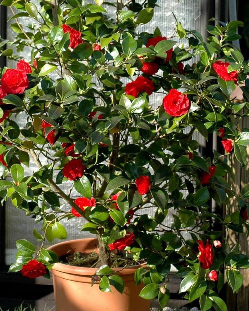 Camellia japonica Red2