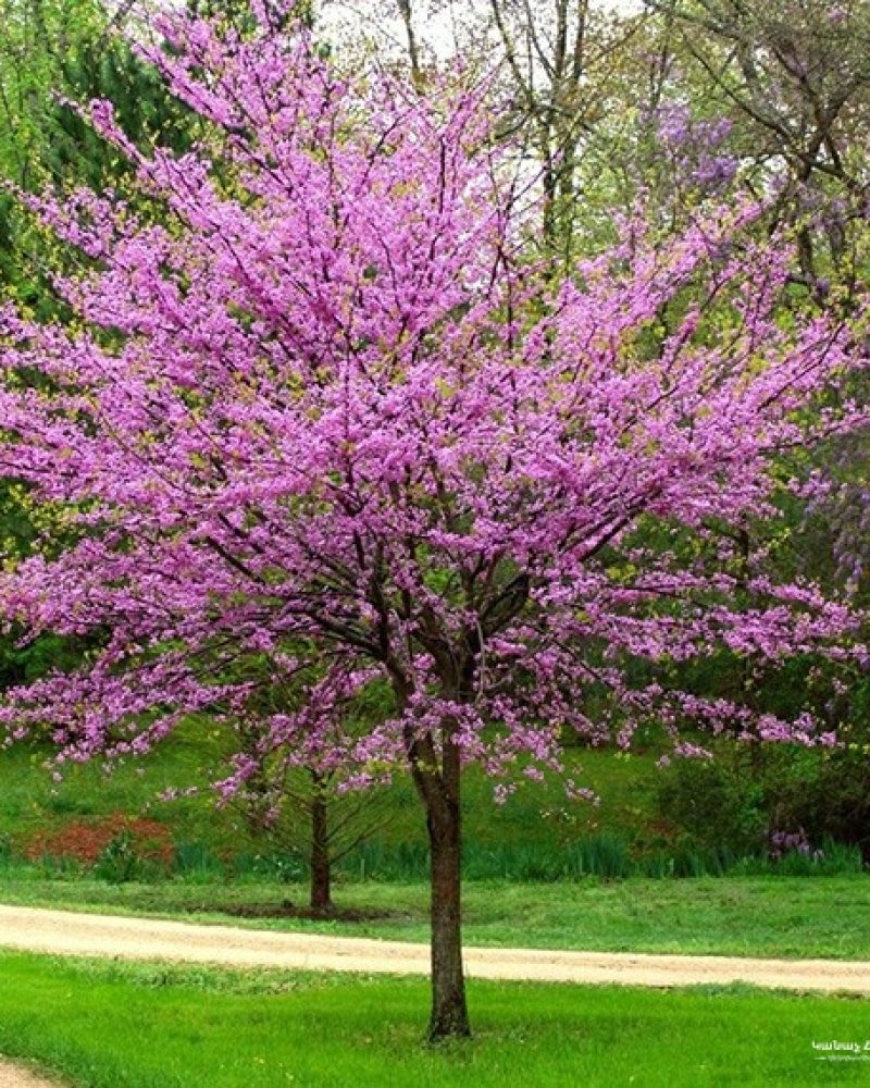 CREATOR: gd-jpeg v1.0 (using IJG JPEG v62), quality = 95