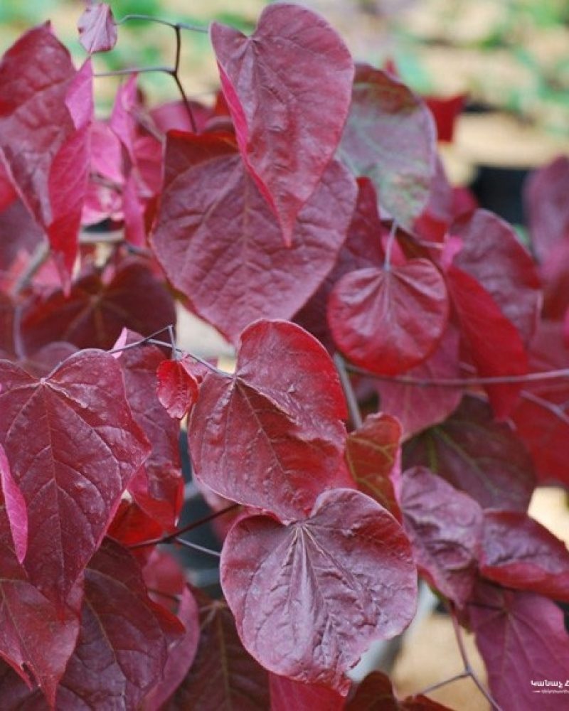 CREATOR: gd-jpeg v1.0 (using IJG JPEG v62), quality = 95