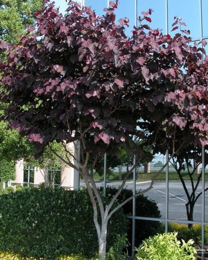 CREATOR: gd-jpeg v1.0 (using IJG JPEG v62), quality = 95