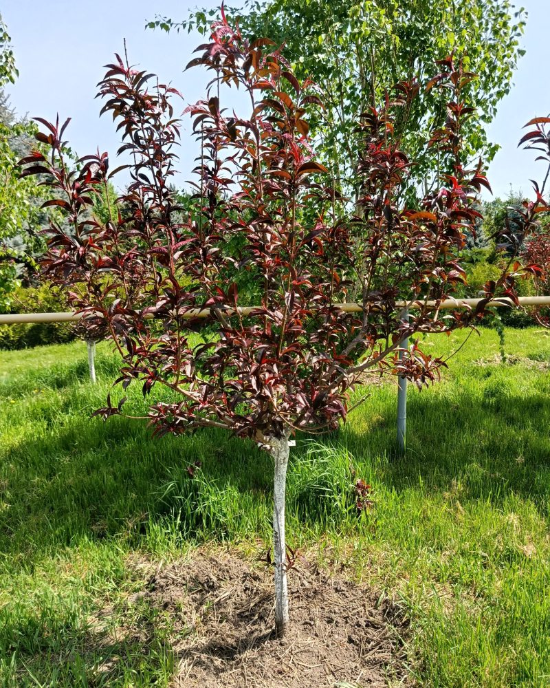 IMG_20250428_101922