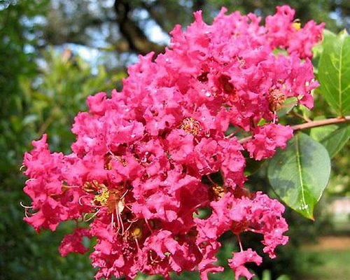 Lagerstroemia