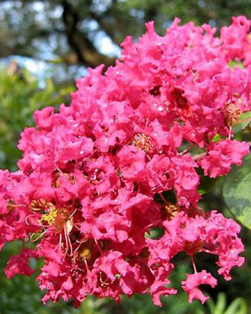 Lagerstroemia