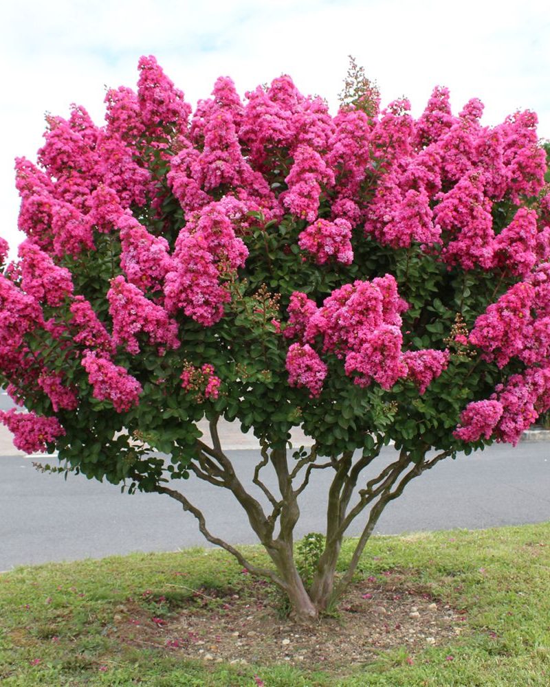 Lagerstroemia2