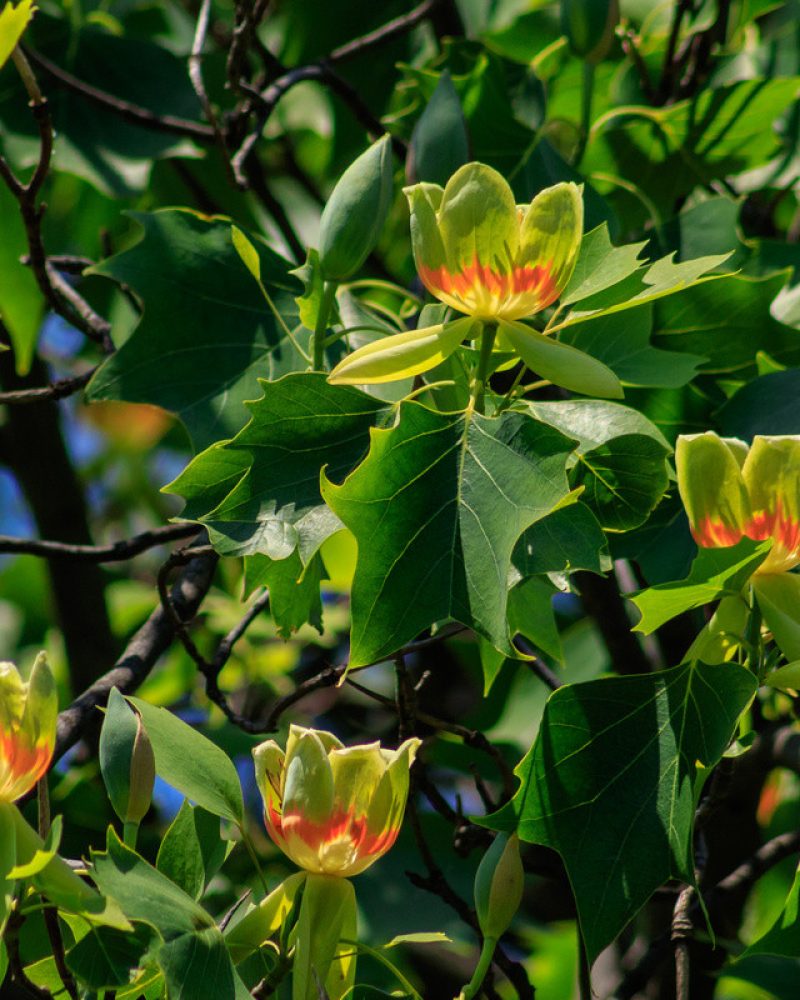 CREATOR: gd-jpeg v1.0 (using IJG JPEG v62), quality = 90