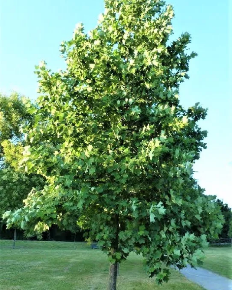 Liriodendron chinese2