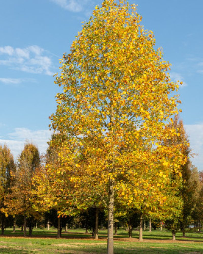 Liriodendron chinese3