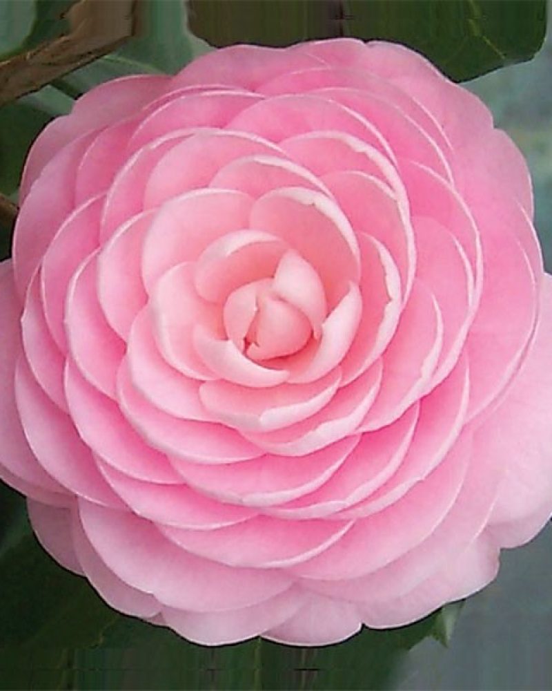 CREATOR: gd-jpeg v1.0 (using IJG JPEG v62), quality = 90