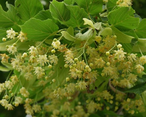 Tilia cordata