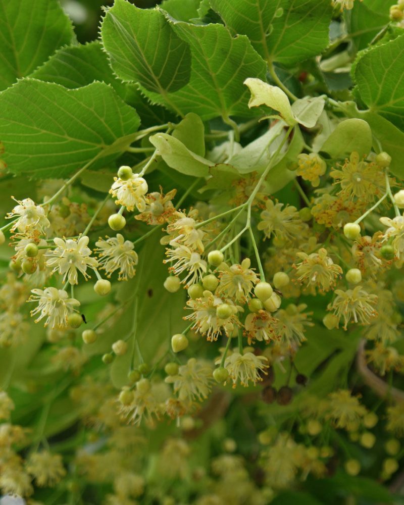 Tilia cordata