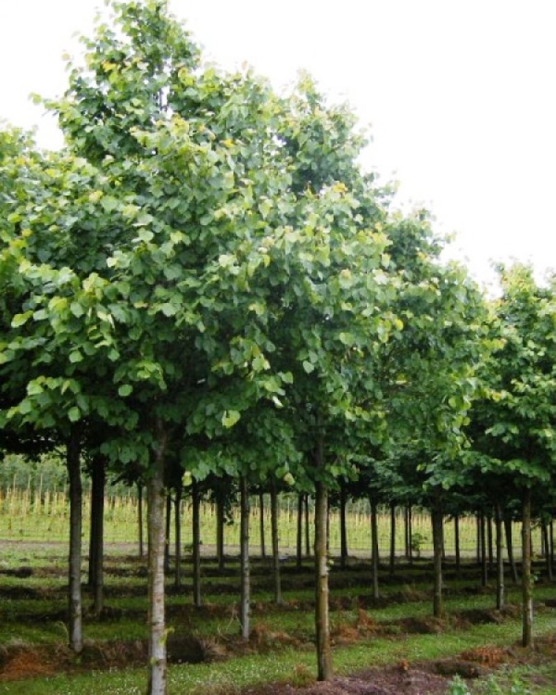 Tilia cordata2