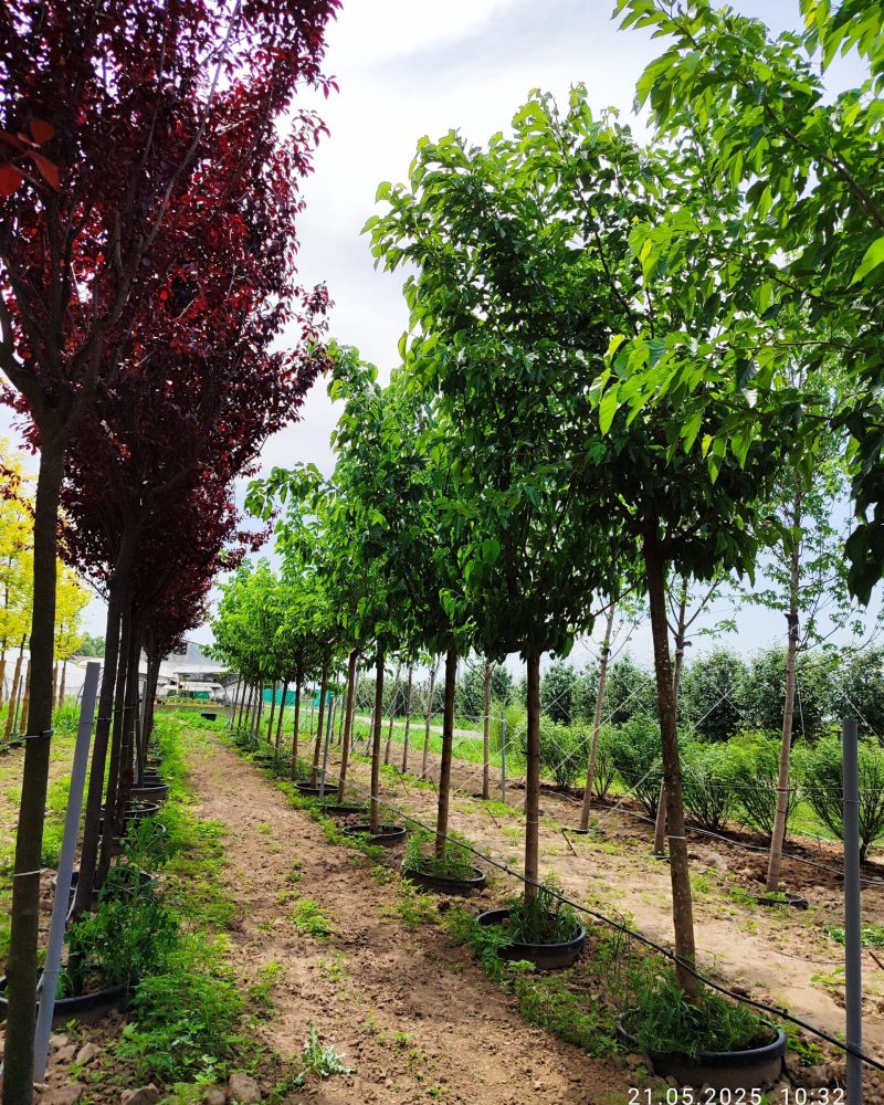 WhatsApp Image 2025-05-21 at 10.35.04