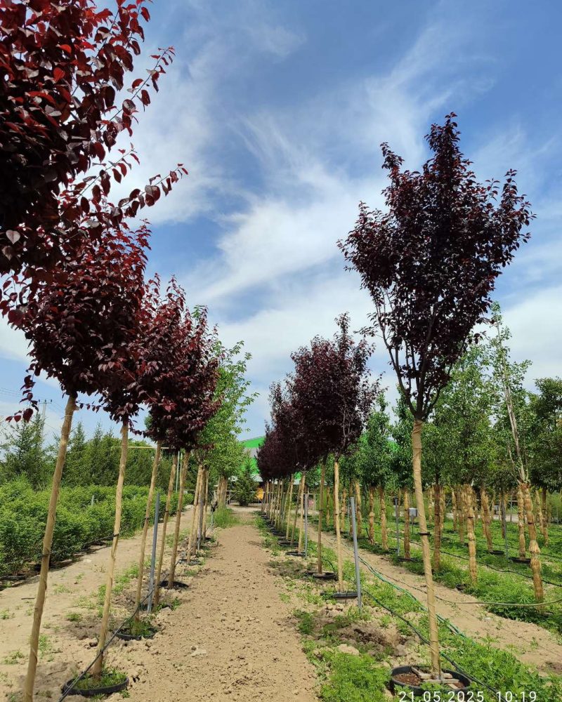 WhatsApp Image 2025-05-21 at 10.35.22