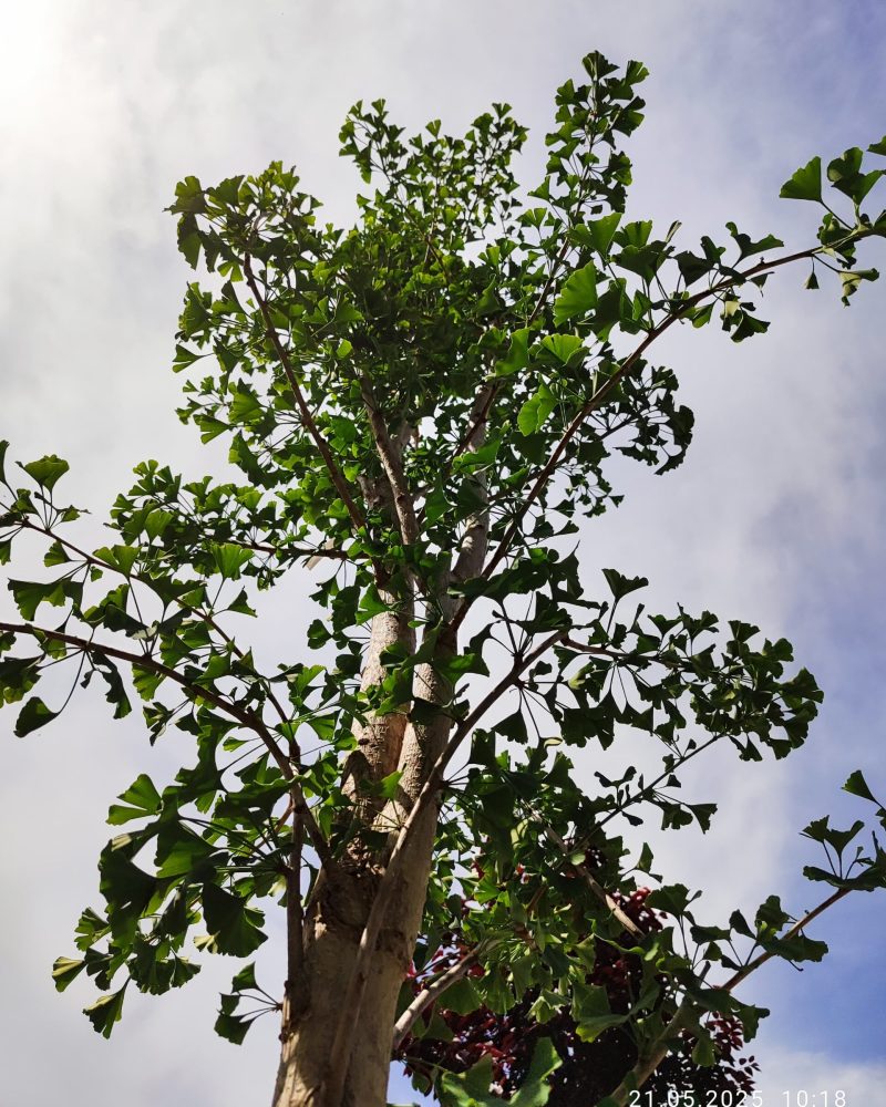 WhatsApp Image 2025-05-21 at 10.35.26 (2)