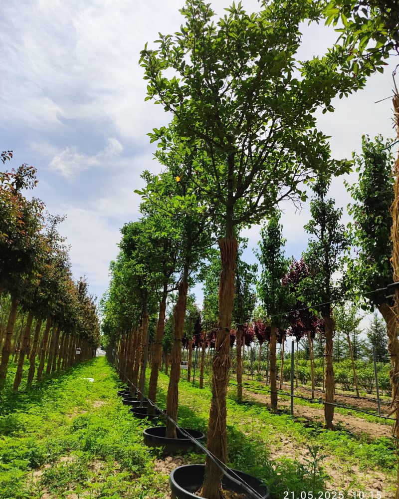 WhatsApp Image 2025-05-21 at 10.35.37