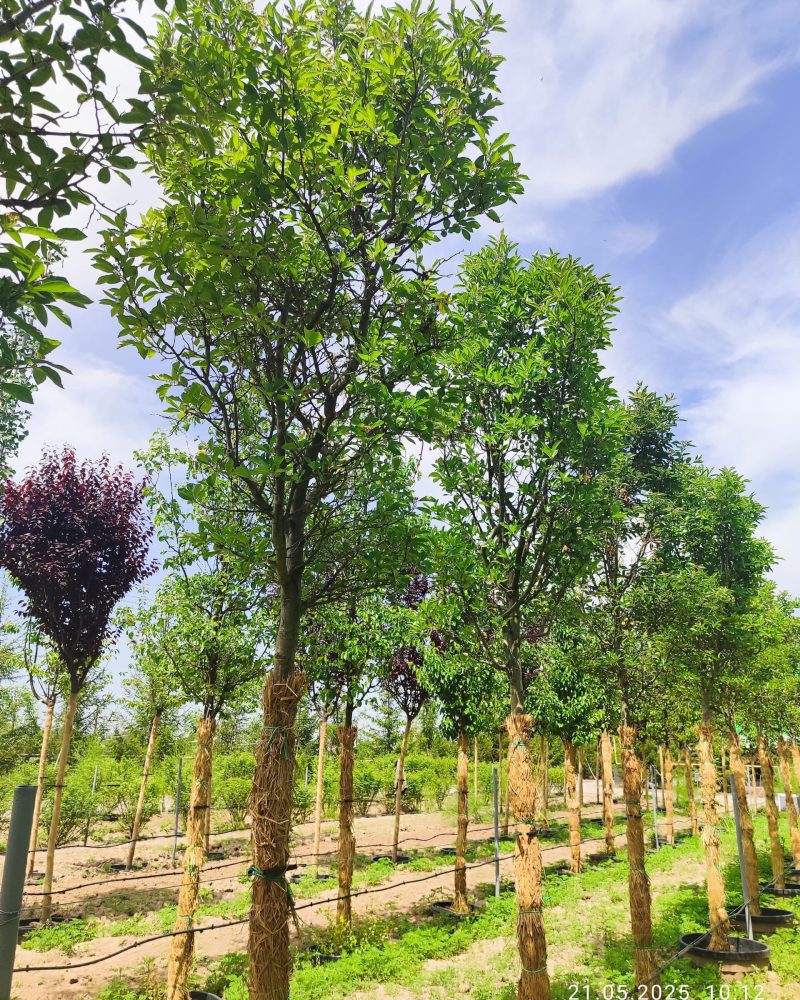 WhatsApp Image 2025-05-21 at 10.35.45 (1)